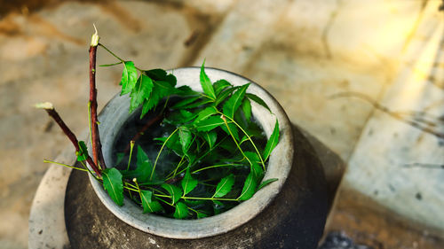 Green neem leaves known as azadirachta indica boiled in water on chulha. boiling neem, nimtree