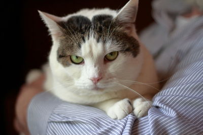 Close-up portrait of cat on hand