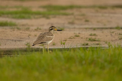 Bird perching on land