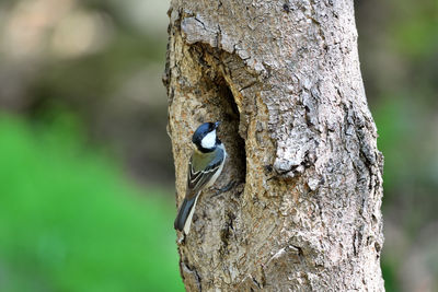 Close-up of a tree trunk
