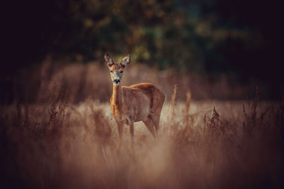 Portrait of deer standing on field