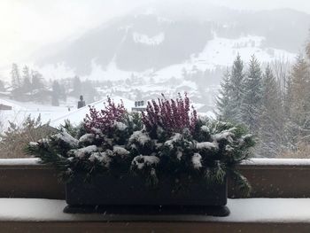 Close-up of potted plants on snow covered field