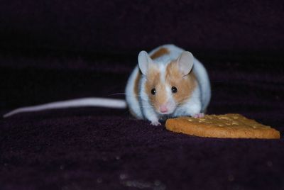 Portrait of rodent with cookie on table