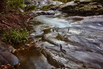 River flowing through forest