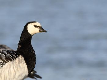 Close-up of a bird against the lake