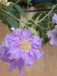 Close-up of purple flowers blooming outdoors