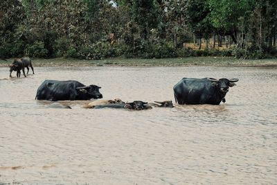 View of a horse on the ground