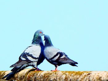 Bird against blue sky