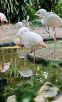 Close-up of swans in water