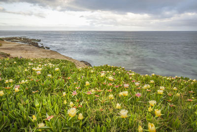 Ice plant and flowers on the edge of the sea. la jolla, ca.