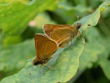 Close-up of butterfly pollinating flower