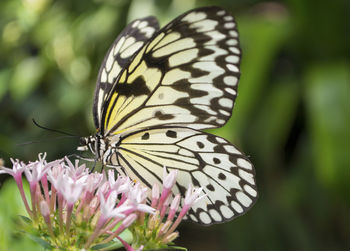 Close-up of butterfly pollinating on flower