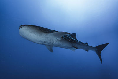 Whale shark wide angle photo, maldives
