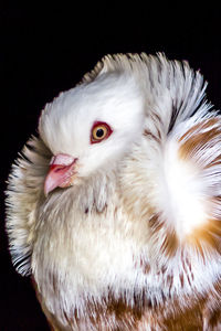 Close-up of white bird over white background