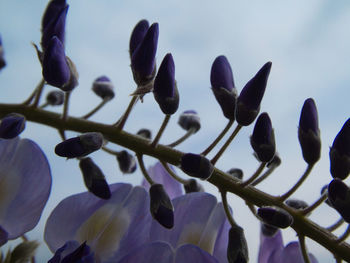 Close-up of flowering plant against sky