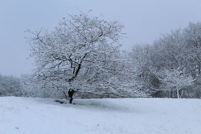 Bare tree on snow against clear sky