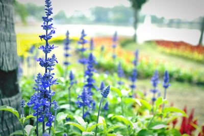 Close-up of purple flowering plants on field