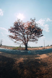 Scenic view of trees against sky