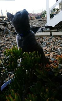 Close-up of cat sitting by plants