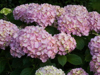 Close-up of pink flowers