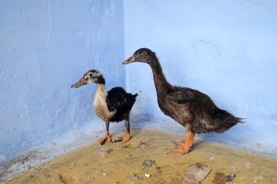 Ducks in a lake