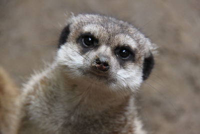 Close-up portrait of an animal