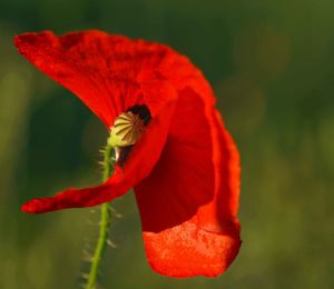 Close-up of red poppy flower