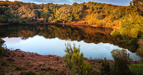 Reflection of trees on lake during autumn