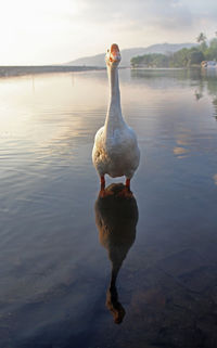 Duck on a lake