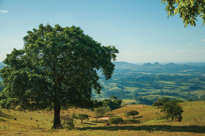 View of meadows and trees in a green valley with mountainous landscape, near pardinho. brasil.