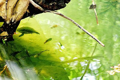 Plants in water