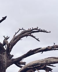 Low angle view of eagle perching on branch against sky