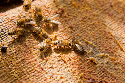 Close-up of insect on sea shore