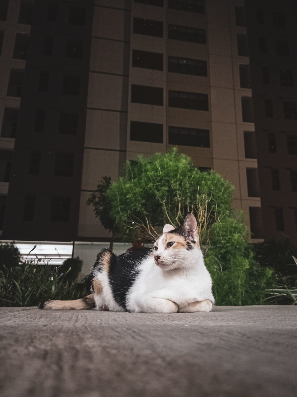 CAT SITTING IN A FRONT OF BUILDING