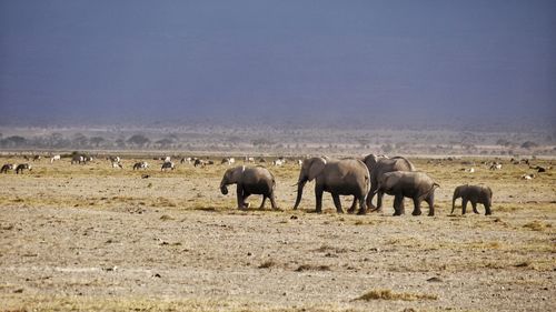 Elephants standing on field against sky