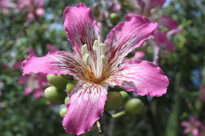 Close-up of pink flower blooming outdoors