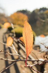 Close-up of dry leaves against blurred background