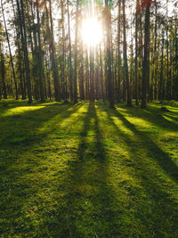 Trees growing in forest