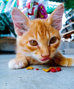 Portrait of cat eating food