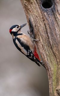 Close-up of bird perching on tree trunk