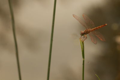 Close-up of insect on flower