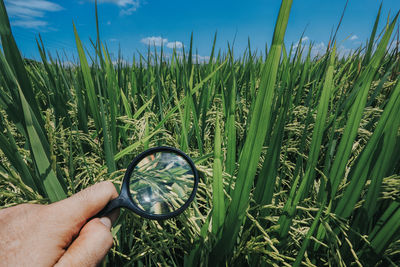 Cropped hand holding plant on field against sky