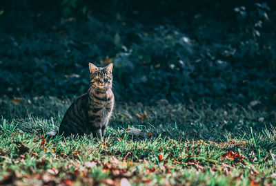 Close-up of a cat on field