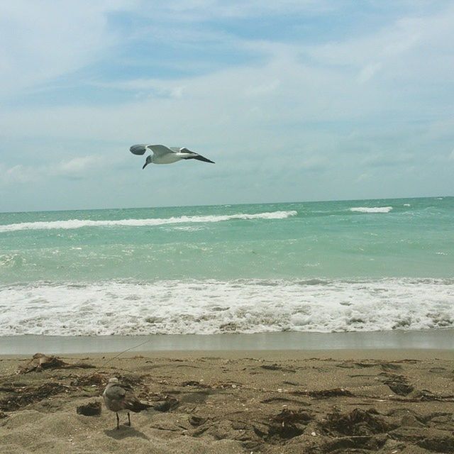 sea, bird, animal themes, beach, horizon over water, water, animals in the wild, seagull, shore, wildlife, one animal, sky, wave, sand, flying, beauty in nature, nature, scenics, tranquility, spread wings