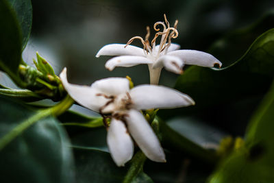 Close-up of flowers blooming outdoors