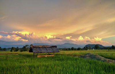 Scenic view of agricultural field against sky during sunset