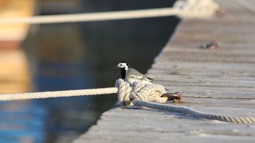 Close-up of bird perching outdoors