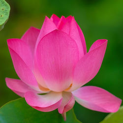 Close-up of pink water lily in pond