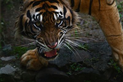 Close-up of a cat