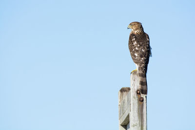 Low angle view of owl perching on wooden post